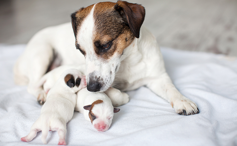 子犬の体をなめる母犬