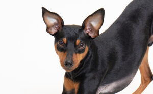 ミニチュアピンシャー