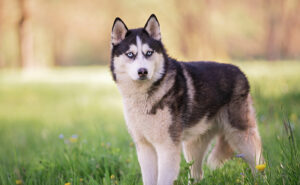 シベリアンハスキー