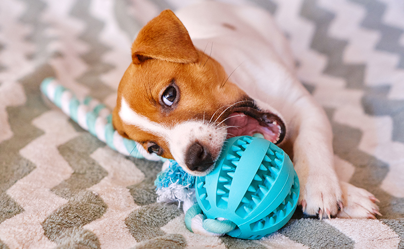 おもちゃでストレス発散する犬