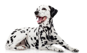 ダルメシアン