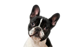 フレンチブルドッグ