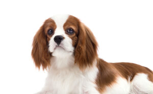 フォールドイヤー