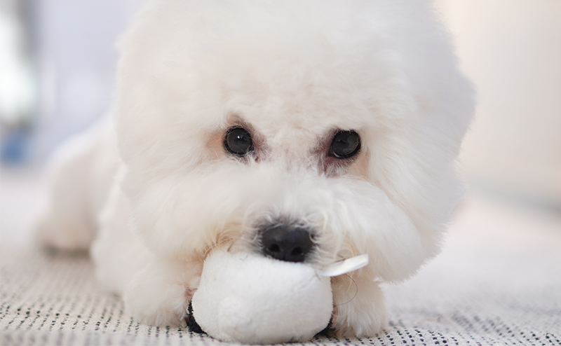 おもちゃで遊ぶビションフリーゼ.