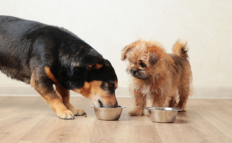 ご飯を食べる成犬とそれを見つめる子犬