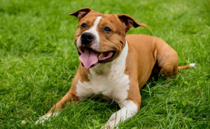 アメリカンスタッフォードシャーテリア