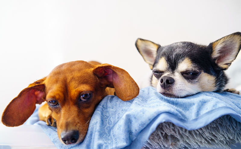 クッションの上でくつろぐチワワとミニチュアダックスフンド