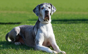 グレートデーン