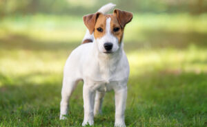 ジャックラッセルテリア
