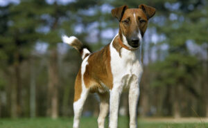 スムースフォックステリア