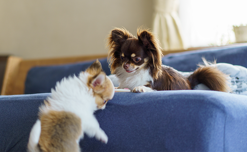 ソファーの上から子犬を見つめるチワワ