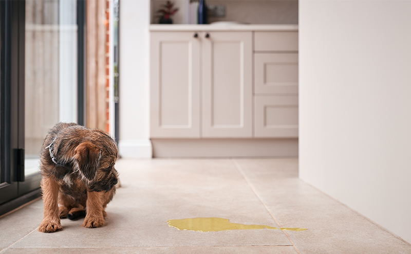 トイレを失敗してしまった犬