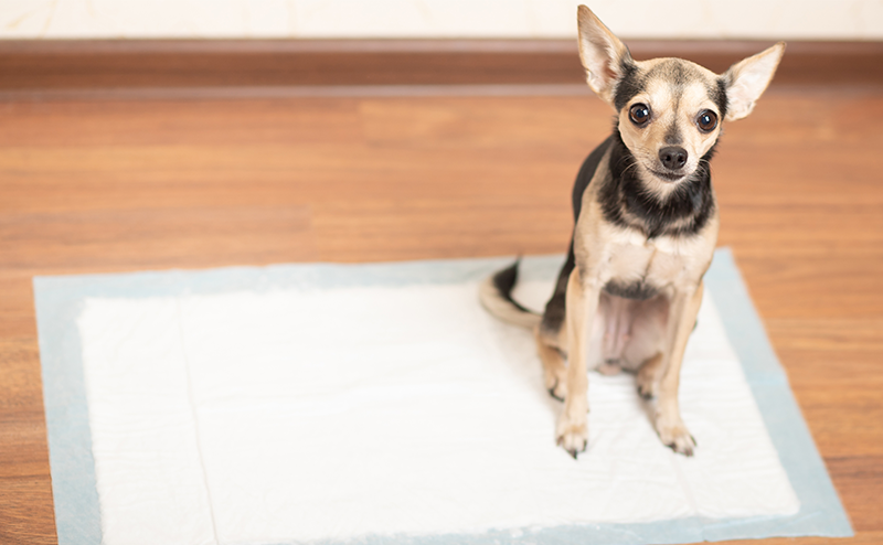 トイレシートの上に座るチワワ