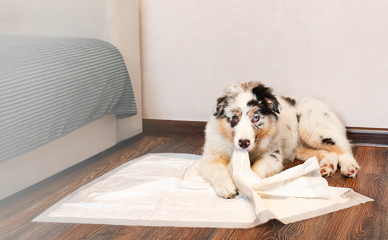 トイレシートを噛むバーニーズマウンテンドッグ
