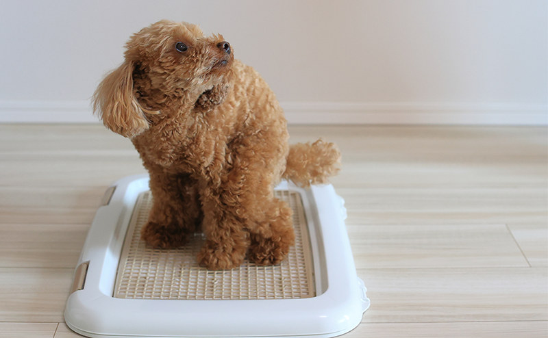 トイレトレーでトイレ中のトイプードル
