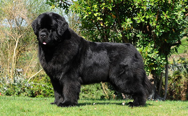 ニューファンドランド