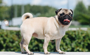 パグ