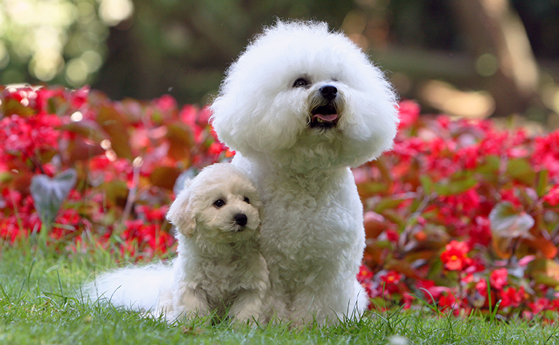 ビションフリーゼのかわいい親子