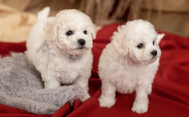 ビションフリーゼの子犬