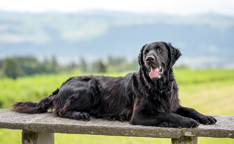 フラットコーテッドレトリーバー