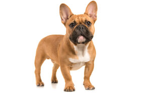 フレンチブルドッグ