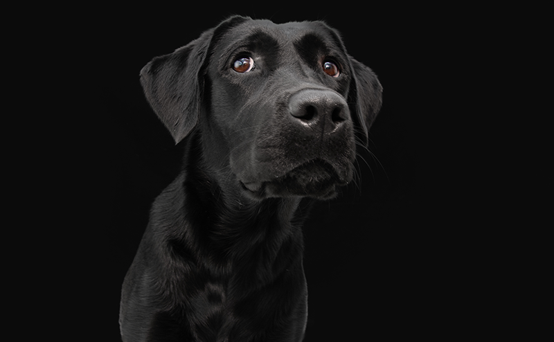 ブラックカラーのかっこいいラブラドールレトリーバー