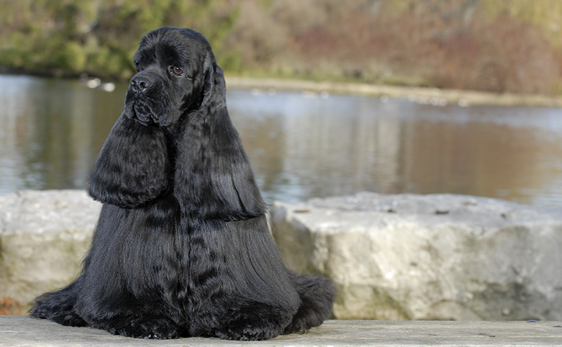 ブラックカラーのアメリカンコッカースパニエル