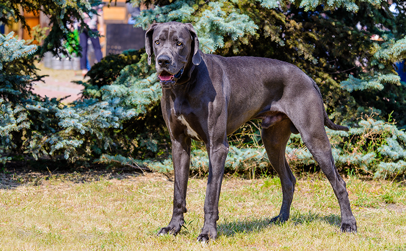 ブラックカラーのグレートデーン