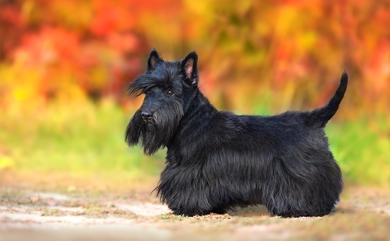 ブラックカラーのスコティッシュテリア