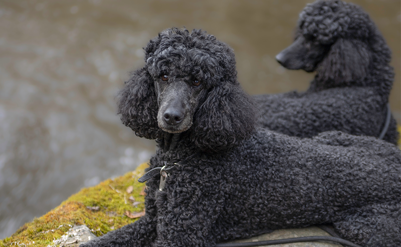 ブラックカラーのスタンダードプードル