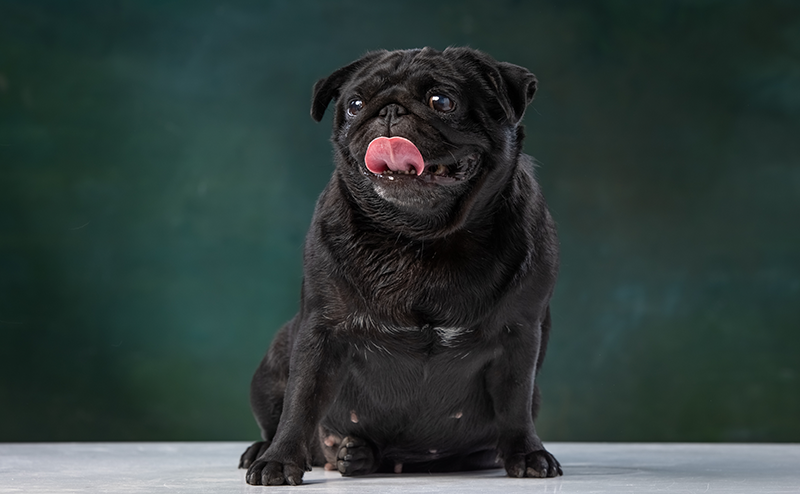 ブラックカラーのパグ