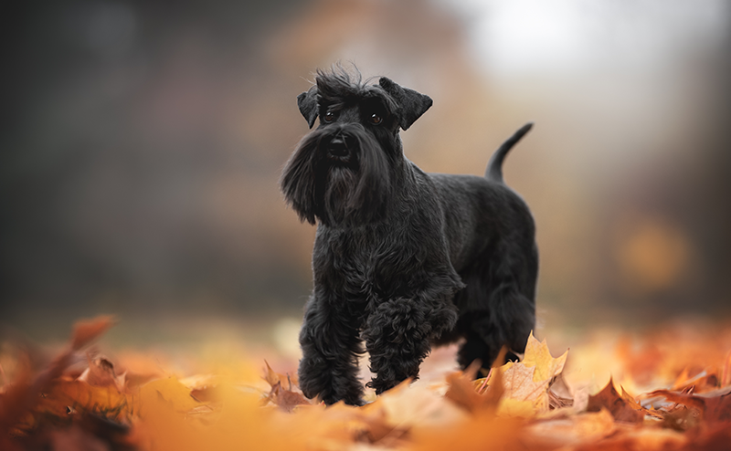 ブラックカラーのミニチュアシュナウザー