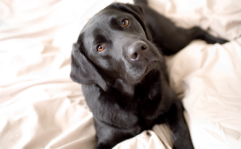 ブラックカラーのラブラドールレトリーバー