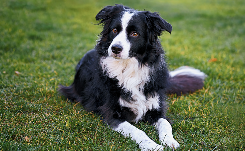 ブラック＆ホワイトカラーのボーダーコリー