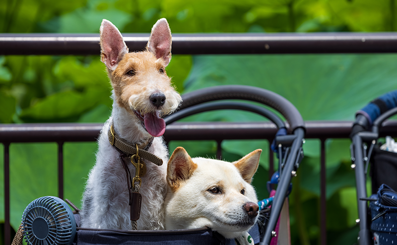 ペットカートから身を乗り出すテリアと柴犬