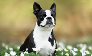 ボストンテリア