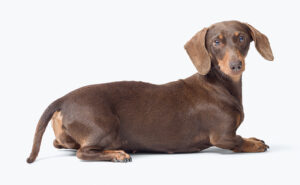 ミニチュアダックスフンド