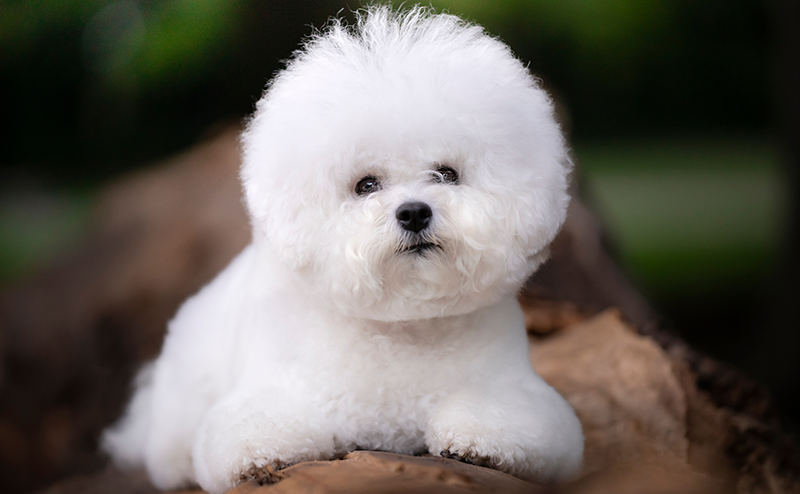 優しい顔をしたビションフリーゼ