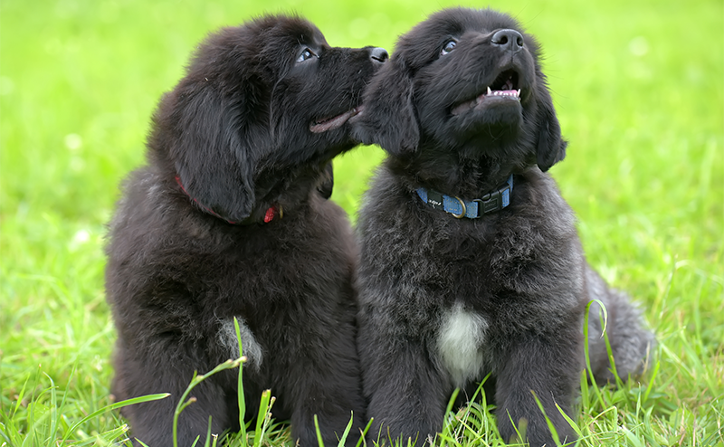 黒い犬15種類を一覧で紹介!小型犬〜大型犬まで性格・特徴を徹底解説