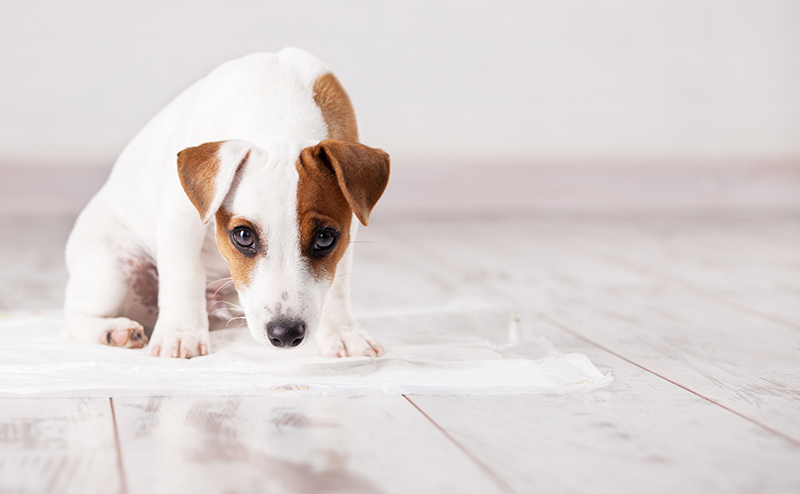 犬のトイレトレーニングは何日で成功する?失敗の原因や基本のやり方もご紹介
