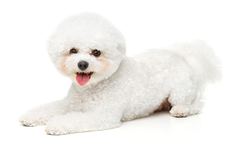 ビションフリーゼの欠点は？臭い？抜け毛は？楽しく暮らすための対策を解説