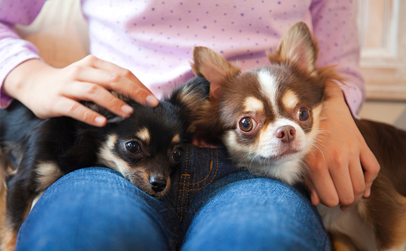 犬の多頭飼いのメリット・デメリットを徹底解説!注意点や相性の見極め方も紹介