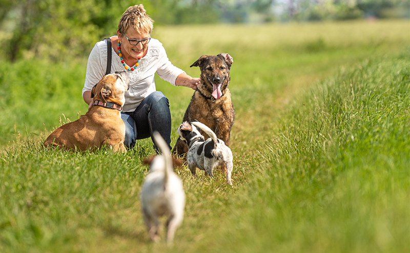 飼い主と4頭の犬