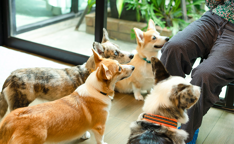 飼い主を見上げる4頭のコーギーたち