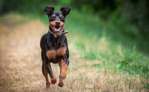 ミニチュアピンシャー