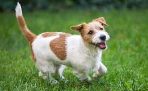 ジャックラッセルテリア