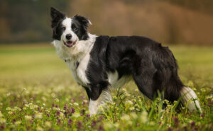 ボーダーコリー