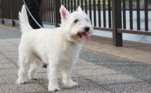 ウエストハイランドホワイトテリア