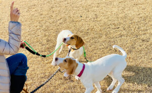 犬のしつけをするドッグトレーナー