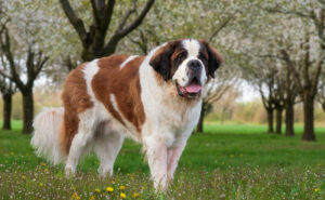 セントバーナード